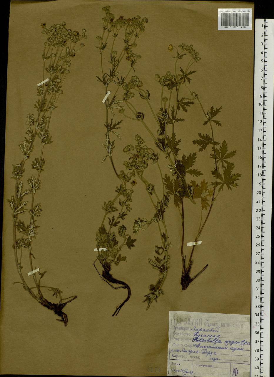 Potentilla argentea L., Siberia, Altai & Sayany Mountains (S2) (Russia)