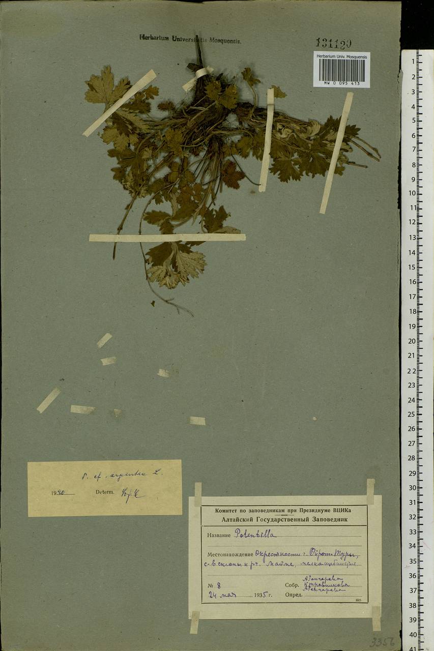 Potentilla argentea L., Siberia, Altai & Sayany Mountains (S2) (Russia)