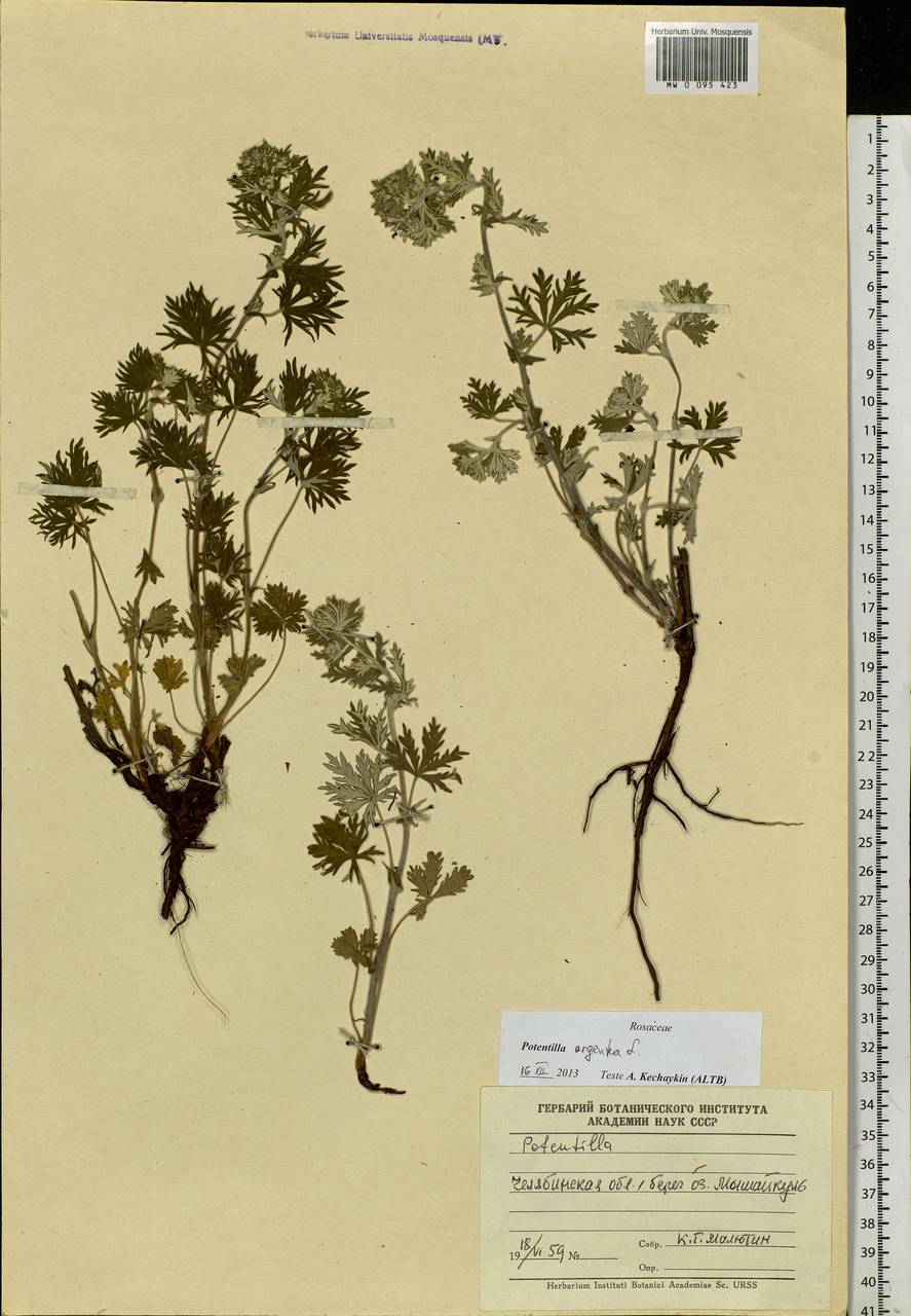 Potentilla argentea L., Eastern Europe, Eastern region (E10) (Russia)