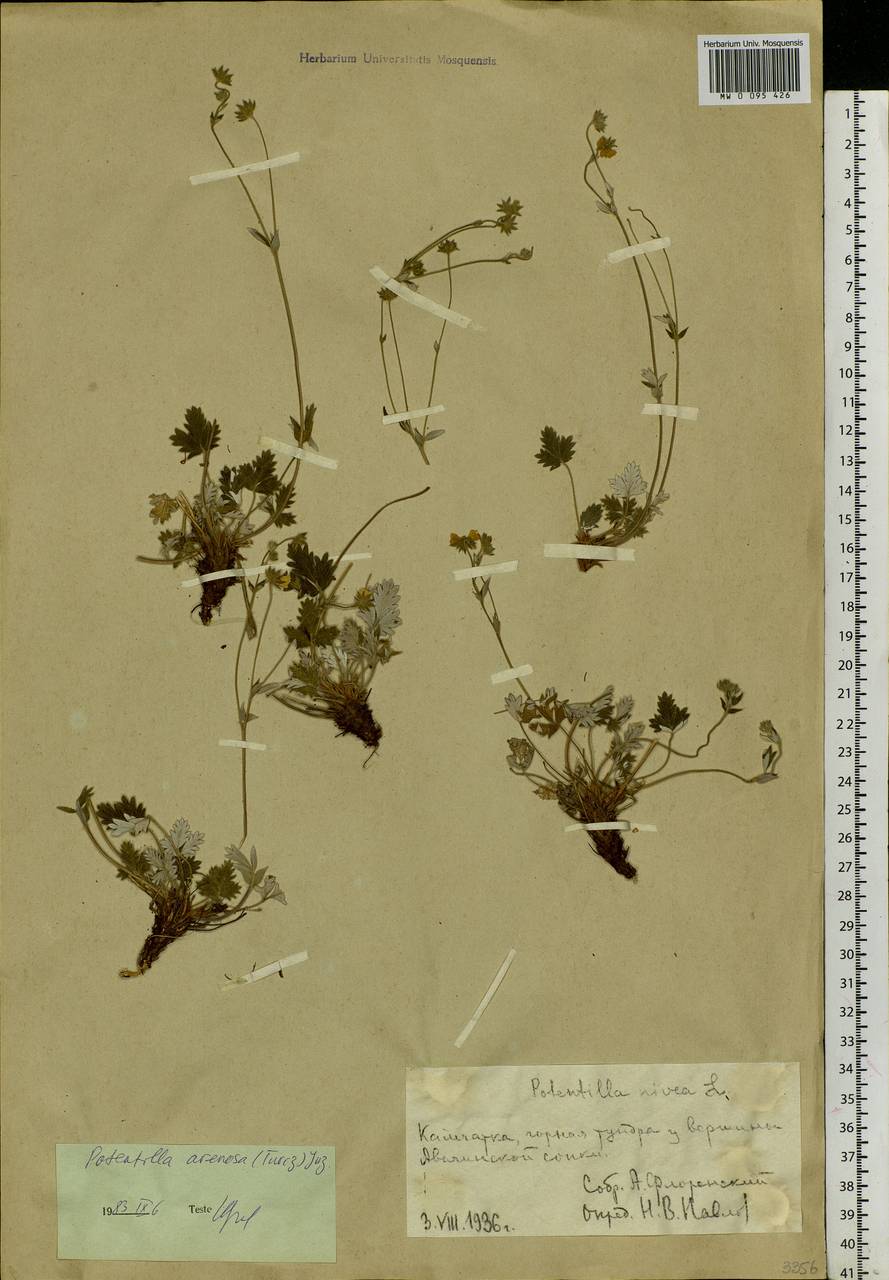 Potentilla arenosa (Turcz.) Juz., Siberia, Chukotka & Kamchatka (S7) (Russia)