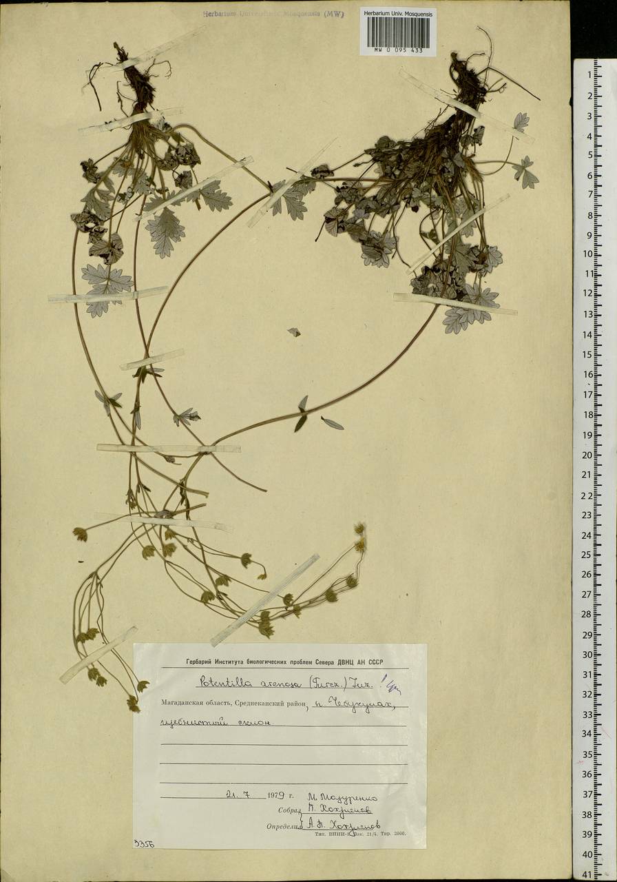 Potentilla arenosa (Turcz.) Juz., Siberia, Chukotka & Kamchatka (S7) (Russia)