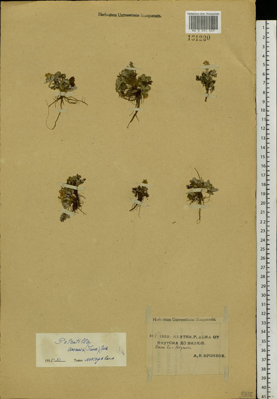 Potentilla arenosa (Turcz.) Juz., Siberia, Yakutia (S5) (Russia)