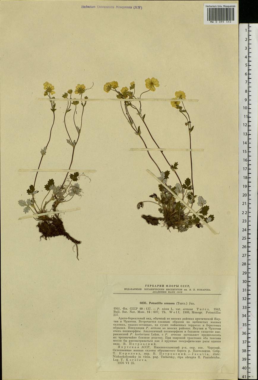 Potentilla arenosa (Turcz.) Juz., Siberia, Yakutia (S5) (Russia)