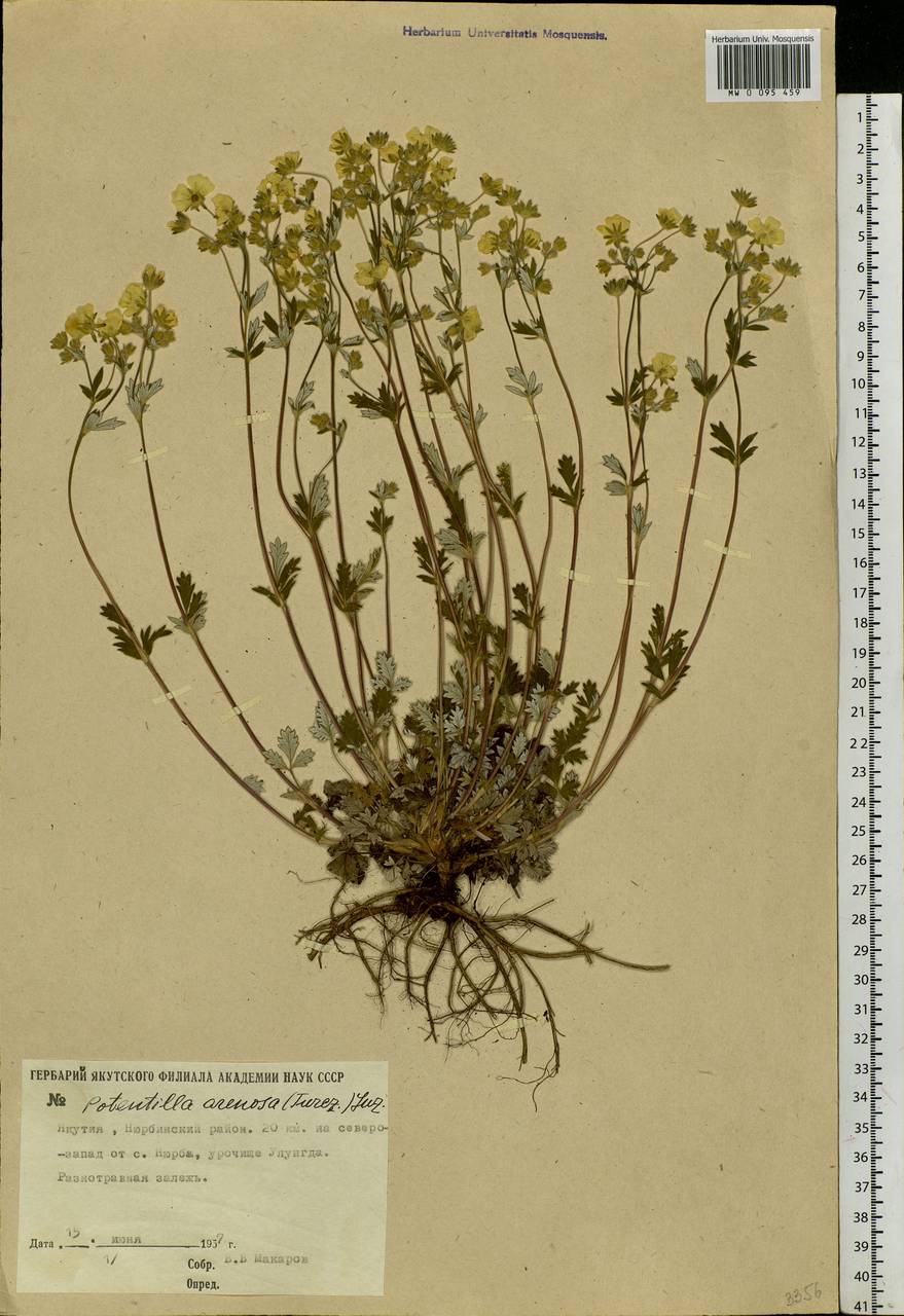 Potentilla arenosa (Turcz.) Juz., Siberia, Yakutia (S5) (Russia)