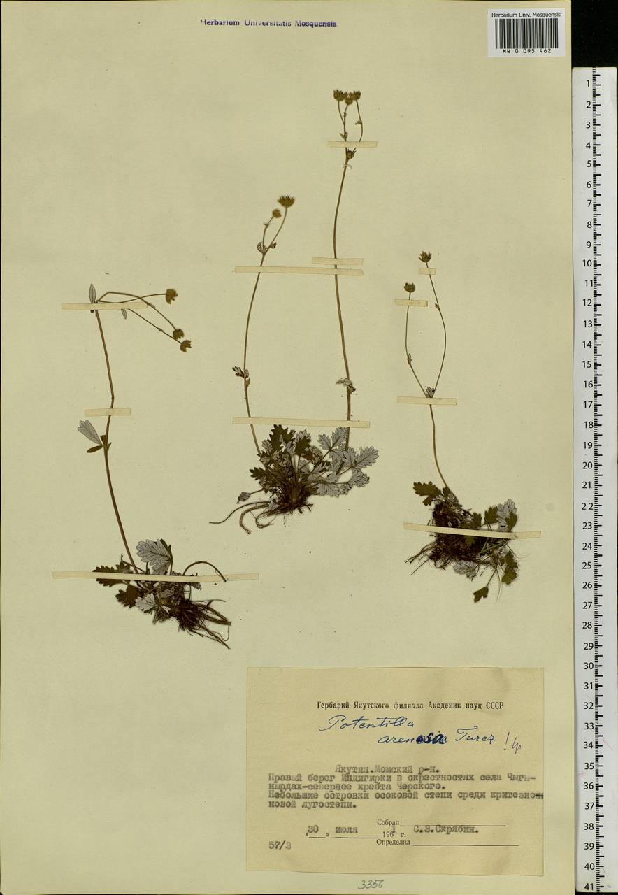 Potentilla arenosa (Turcz.) Juz., Siberia, Yakutia (S5) (Russia)