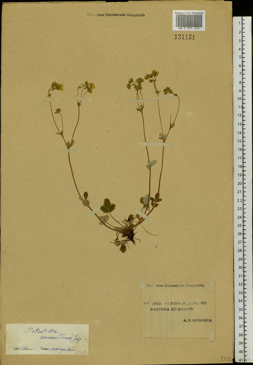 Potentilla arenosa (Turcz.) Juz., Siberia, Yakutia (S5) (Russia)