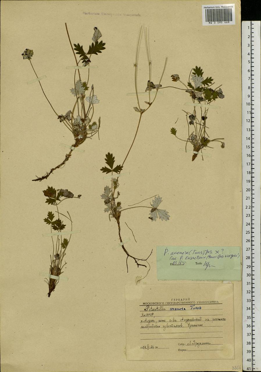 Potentilla arenosa (Turcz.) Juz., Siberia, Yakutia (S5) (Russia)