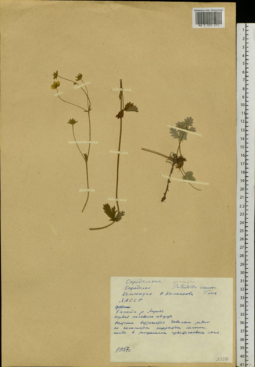 Potentilla arenosa (Turcz.) Juz., Siberia, Yakutia (S5) (Russia)