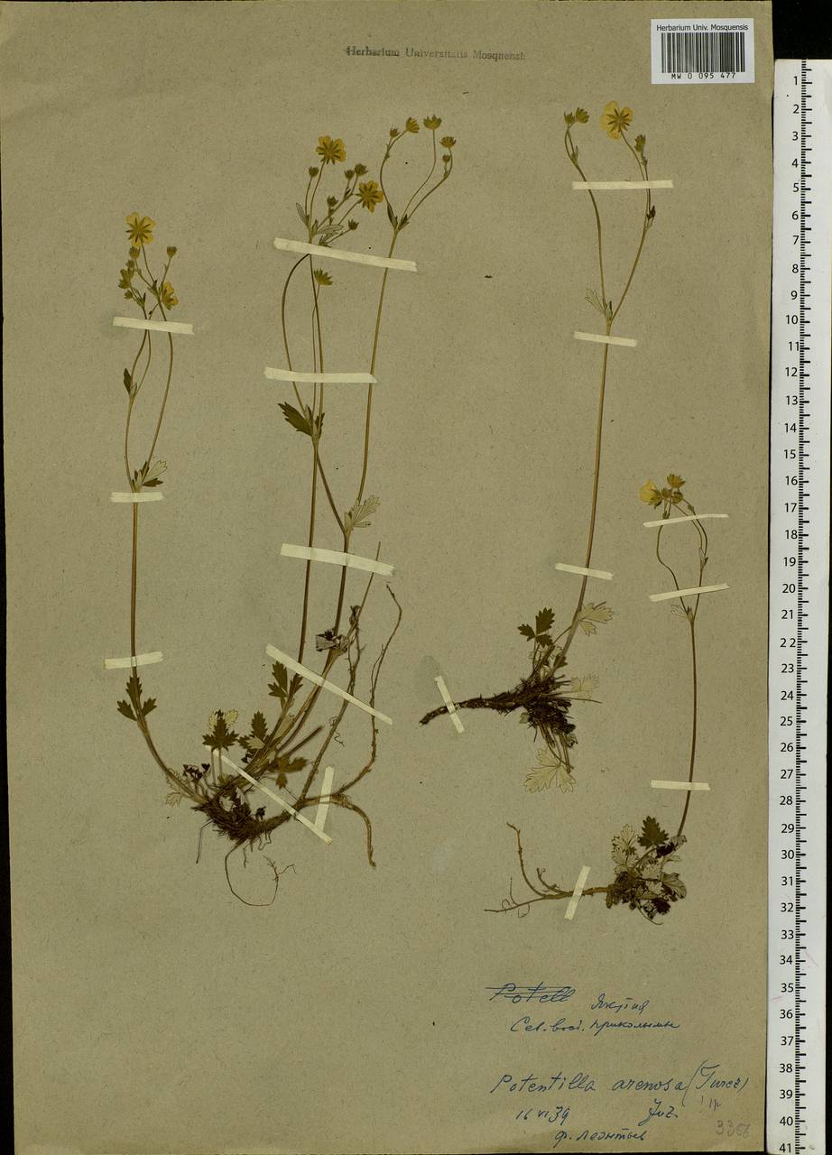 Potentilla arenosa (Turcz.) Juz., Siberia, Yakutia (S5) (Russia)