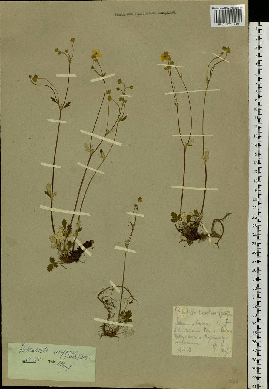 Potentilla arenosa (Turcz.) Juz., Siberia, Chukotka & Kamchatka (S7) (Russia)