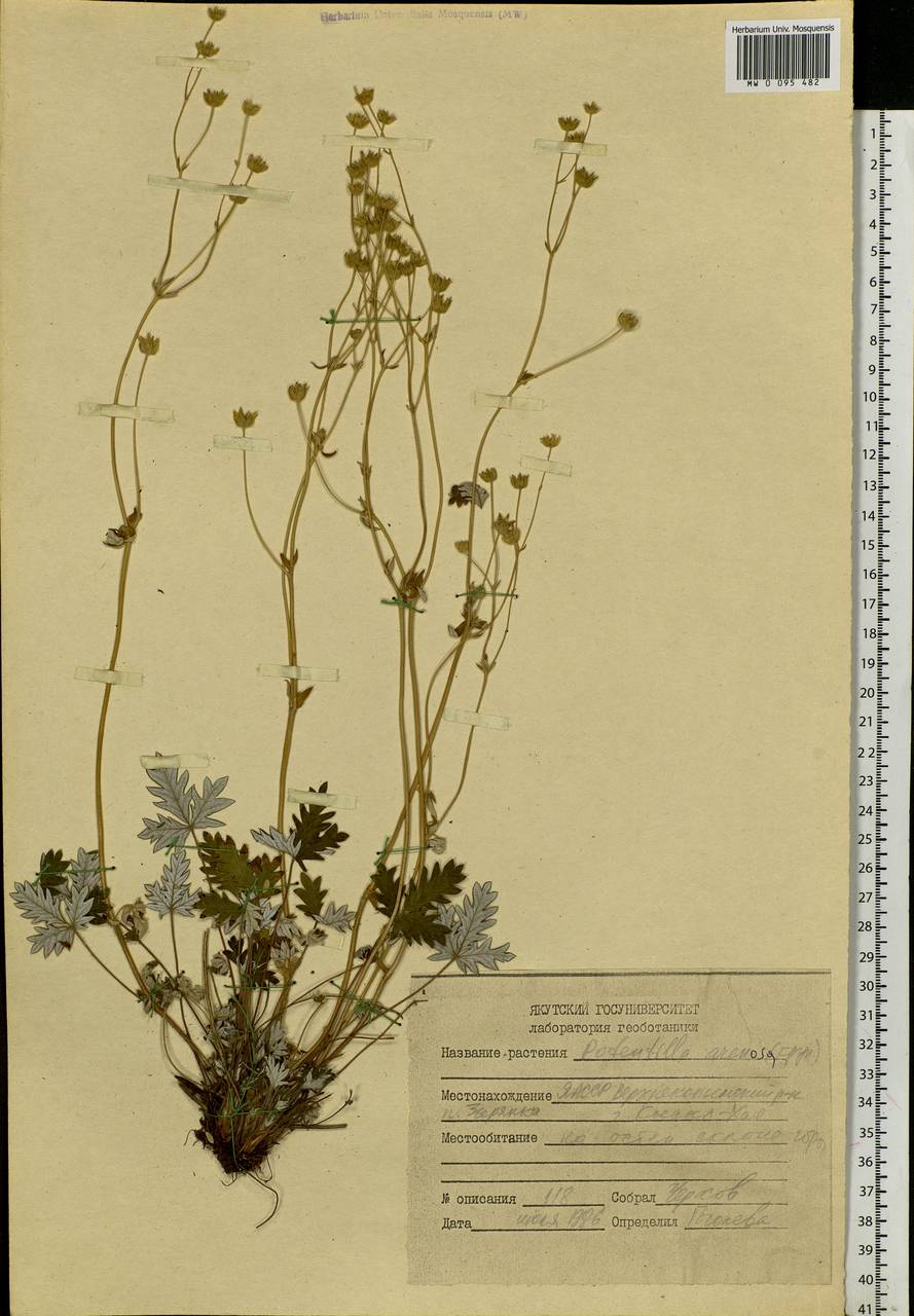 Potentilla arenosa (Turcz.) Juz., Siberia, Yakutia (S5) (Russia)