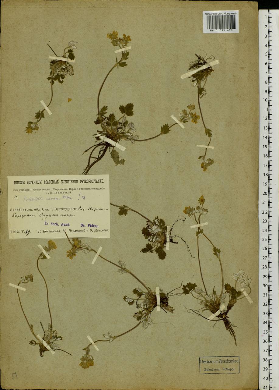 Potentilla arenosa (Turcz.) Juz., Siberia, Baikal & Transbaikal region (S4) (Russia)