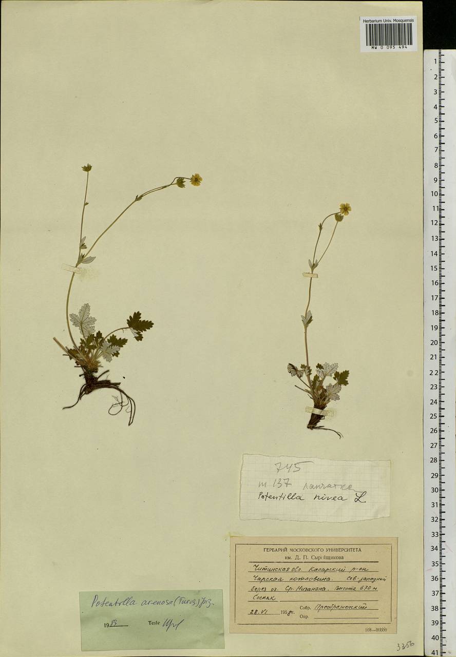 Potentilla arenosa (Turcz.) Juz., Siberia, Baikal & Transbaikal region (S4) (Russia)