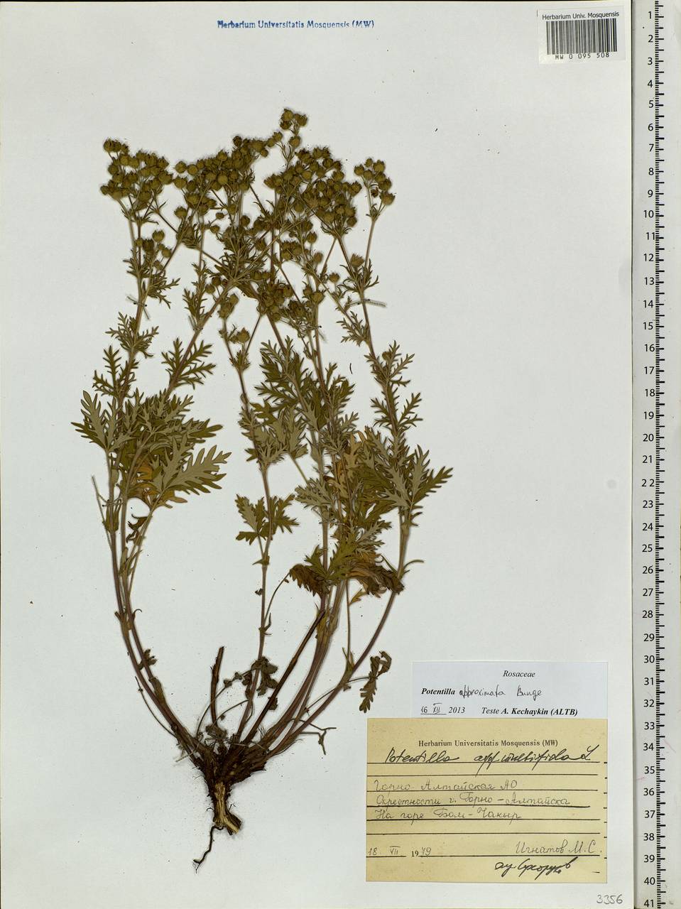 Potentilla conferta Bunge, Siberia, Altai & Sayany Mountains (S2) (Russia)