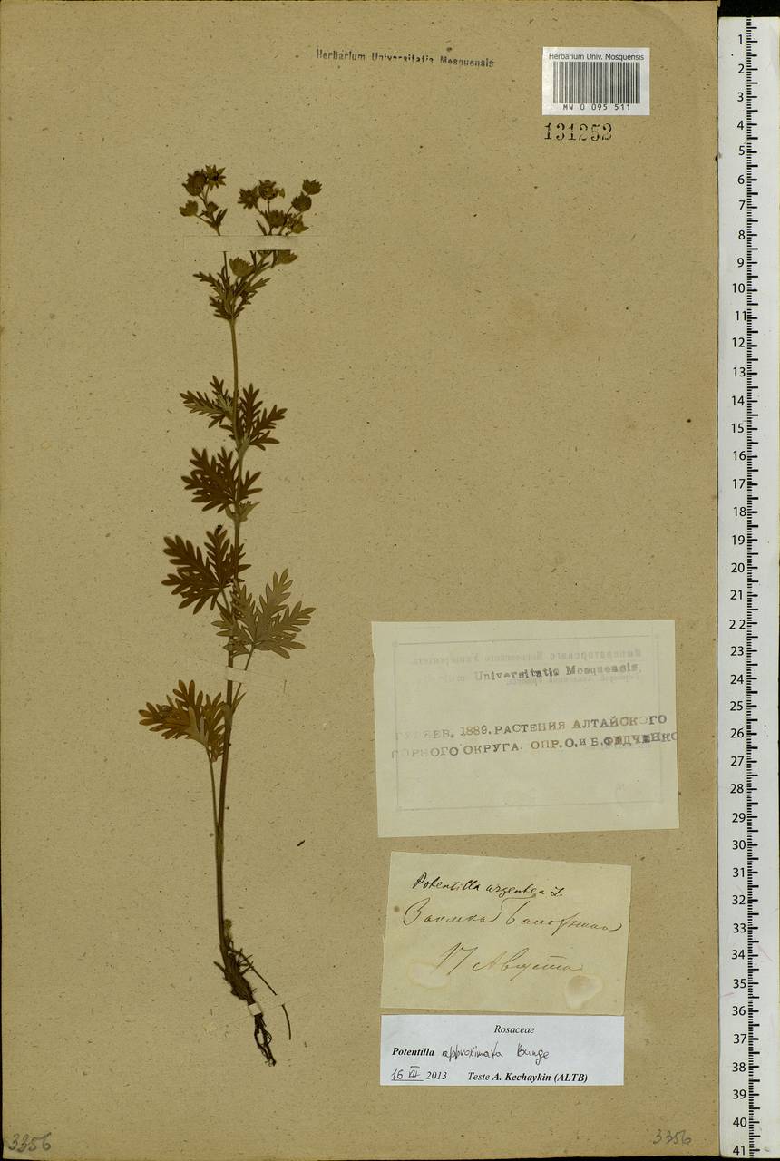 Potentilla conferta Bunge, Siberia, Altai & Sayany Mountains (S2) (Russia)
