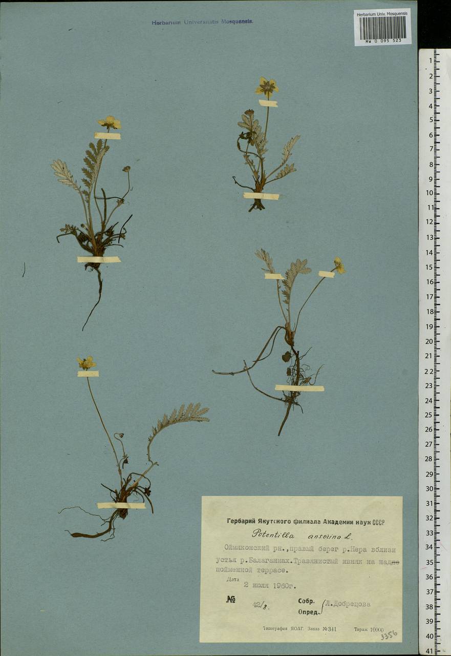 Argentina anserina subsp. anserina, Siberia, Yakutia (S5) (Russia)