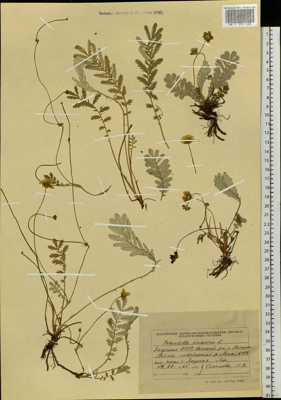 Argentina anserina subsp. anserina, Siberia, Yakutia (S5) (Russia)