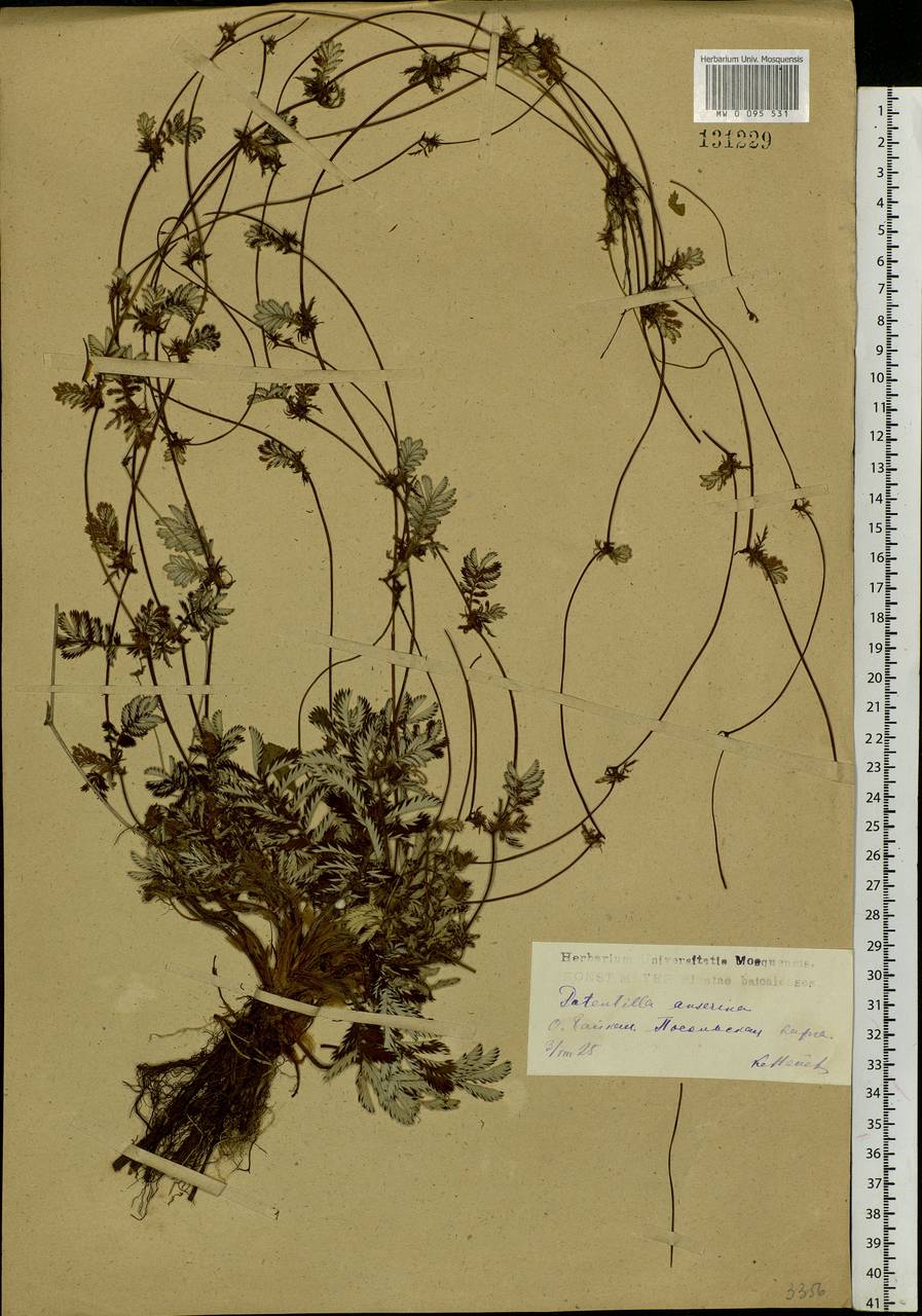 Argentina anserina subsp. anserina, Siberia, Baikal & Transbaikal region (S4) (Russia)