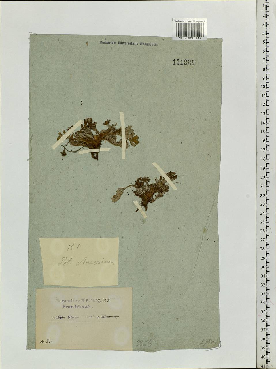 Argentina anserina subsp. anserina, Siberia, Baikal & Transbaikal region (S4) (Russia)