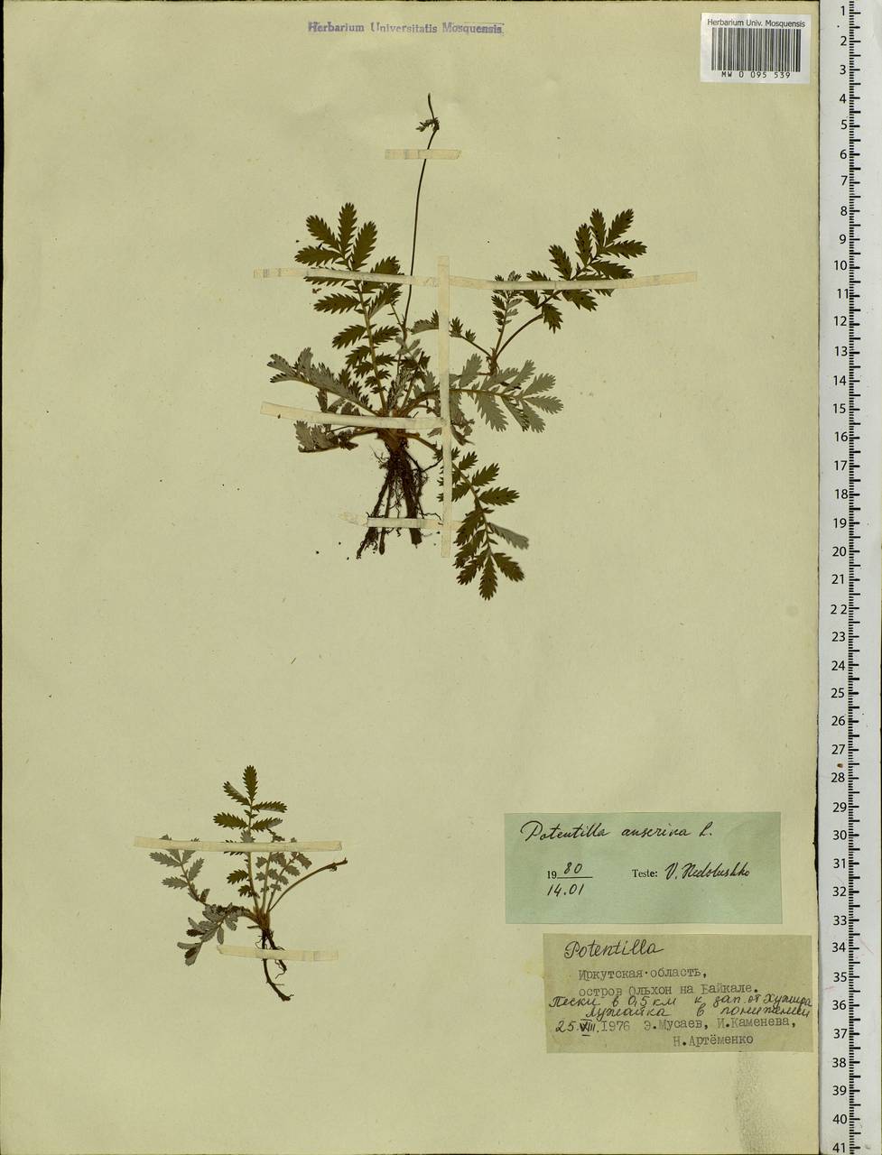 Argentina anserina subsp. anserina, Siberia, Baikal & Transbaikal region (S4) (Russia)