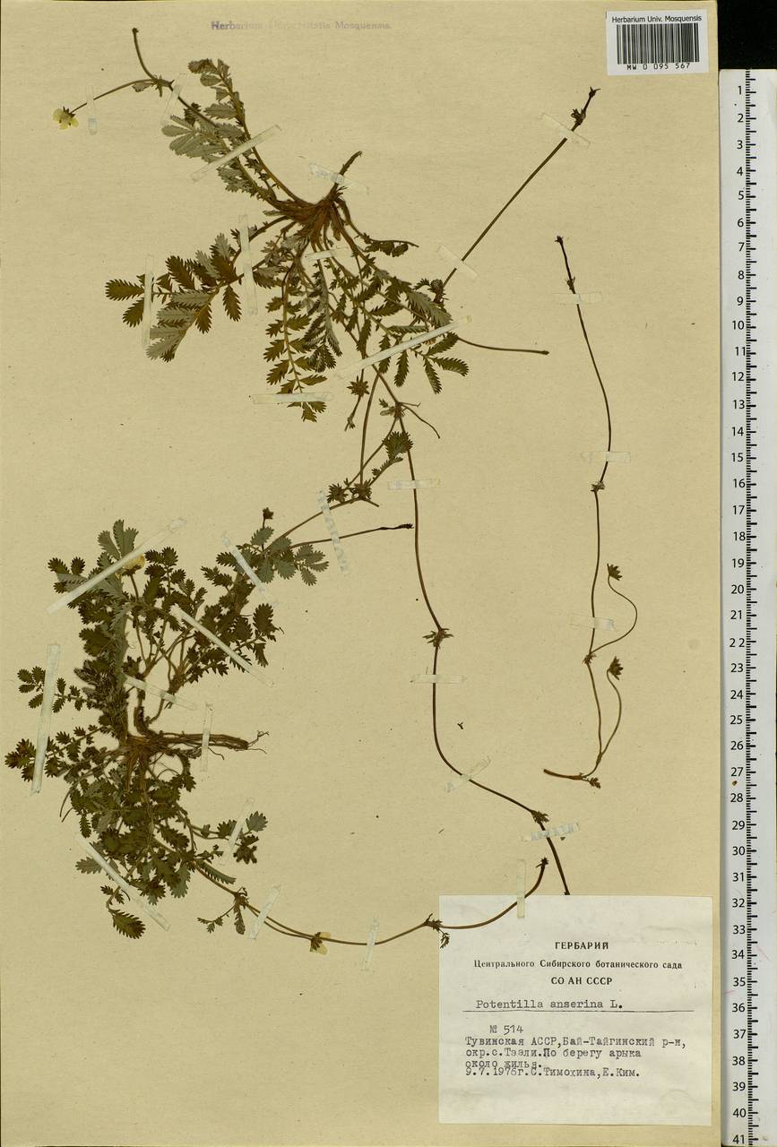 Argentina anserina subsp. anserina, Siberia, Altai & Sayany Mountains (S2) (Russia)