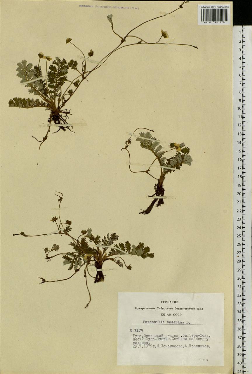 Argentina anserina subsp. anserina, Siberia, Altai & Sayany Mountains (S2) (Russia)