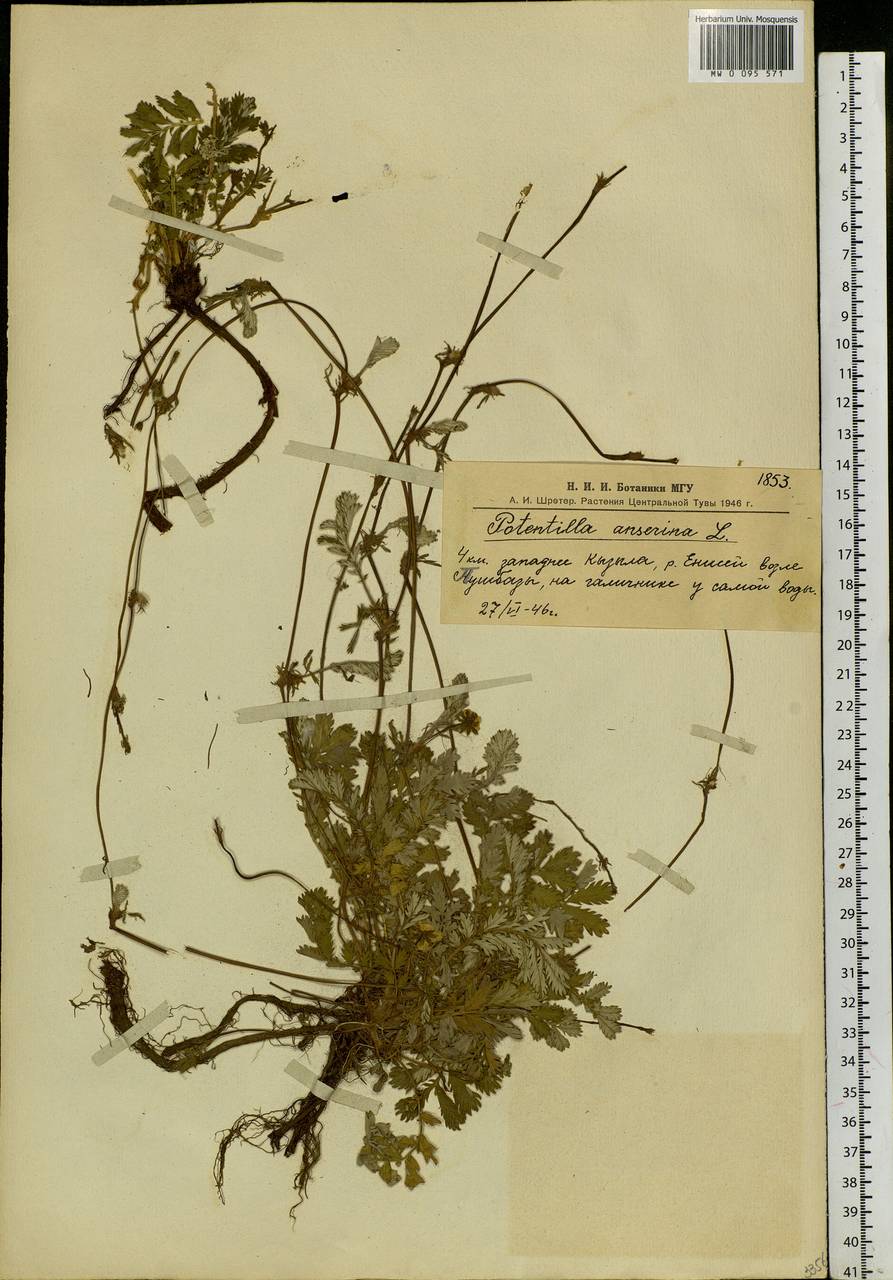 Argentina anserina subsp. anserina, Siberia, Altai & Sayany Mountains (S2) (Russia)