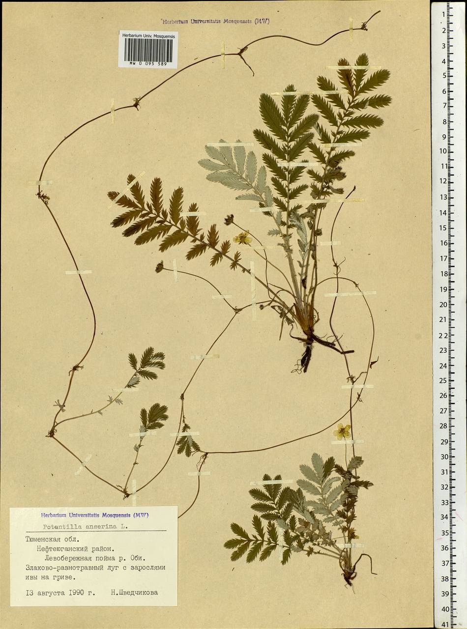 Argentina anserina subsp. anserina, Siberia, Western Siberia (S1) (Russia)