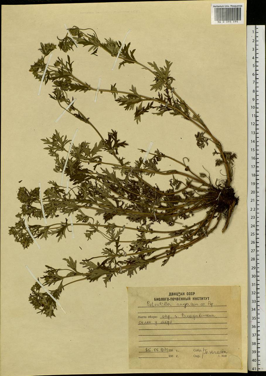 Potentilla ×angarensis Popov, Siberia, Russian Far East (S6) (Russia)