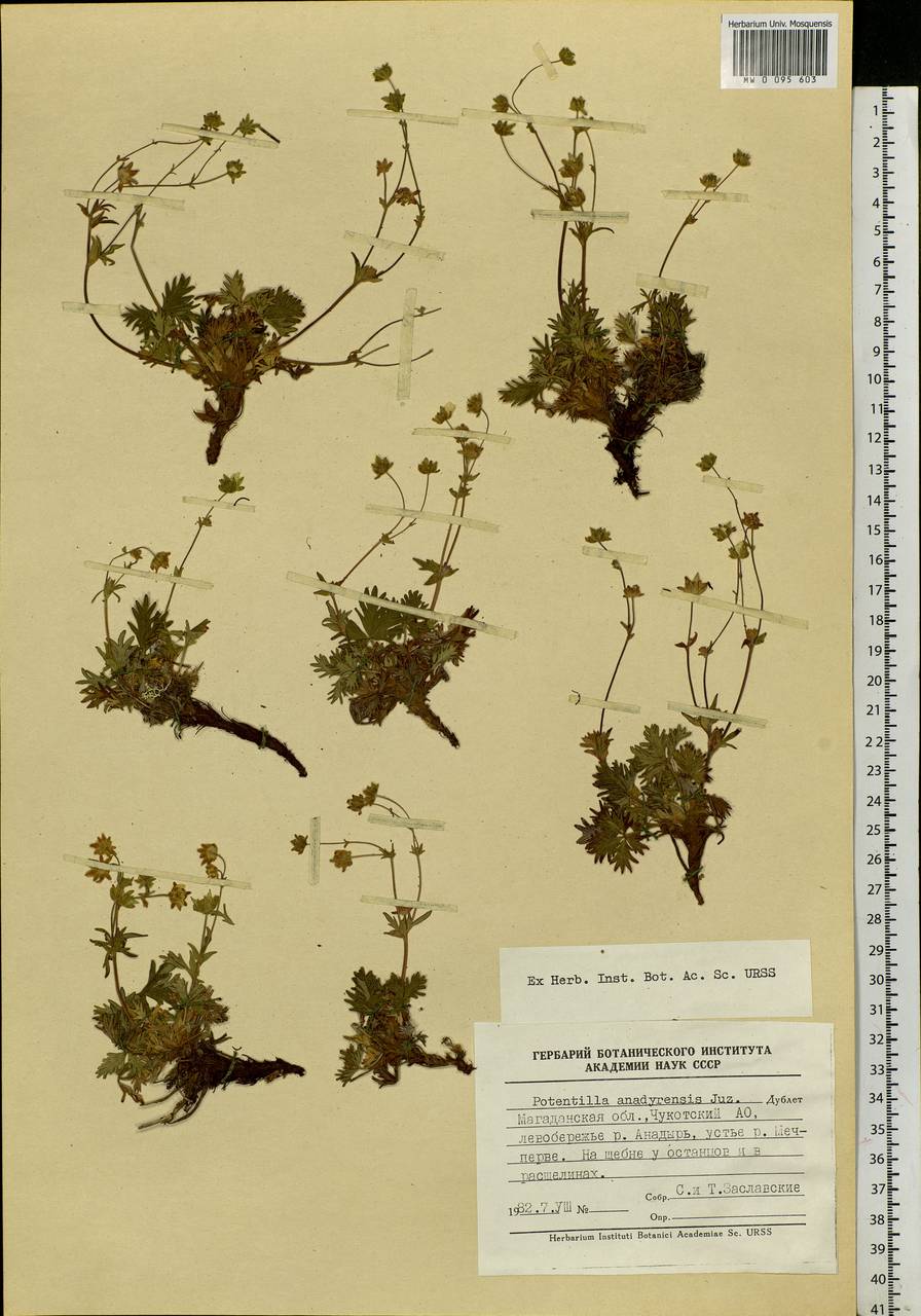 Potentilla anadyrensis Juz., Siberia, Chukotka & Kamchatka (S7) (Russia)