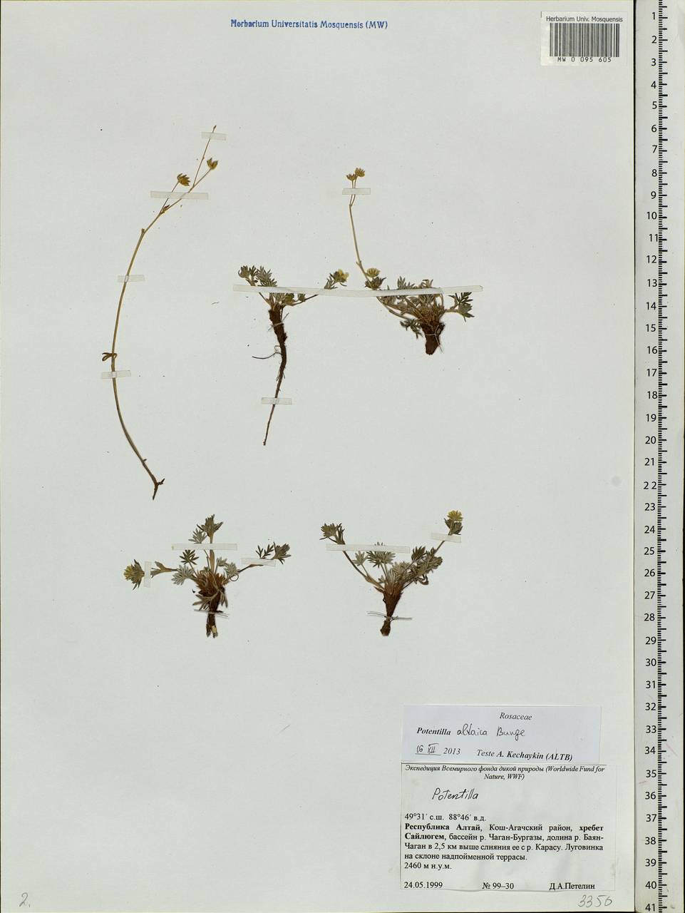 Potentilla altaica Bunge, Siberia, Altai & Sayany Mountains (S2) (Russia)