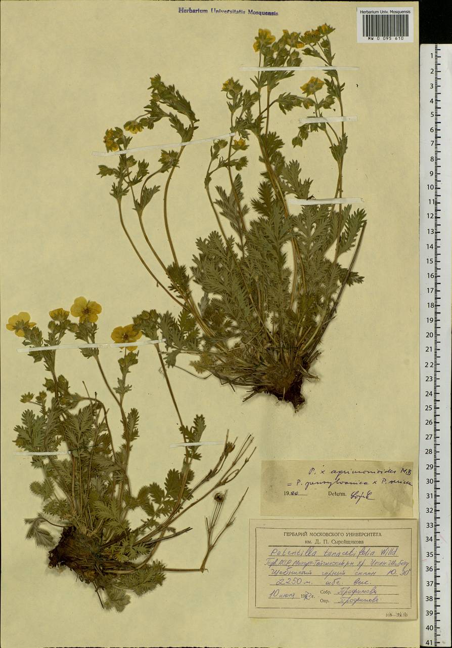 Potentilla agrimonioides M. Bieb., Siberia, Altai & Sayany Mountains (S2) (Russia)