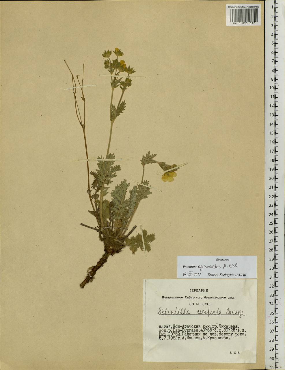 Potentilla agrimonioides M. Bieb., Siberia, Altai & Sayany Mountains (S2) (Russia)