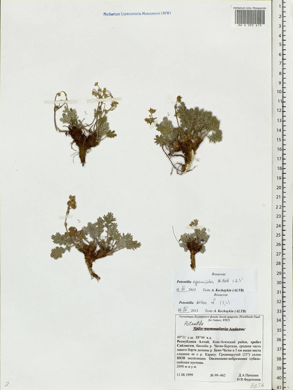 Potentilla agrimonioides M. Bieb., Siberia, Altai & Sayany Mountains (S2) (Russia)