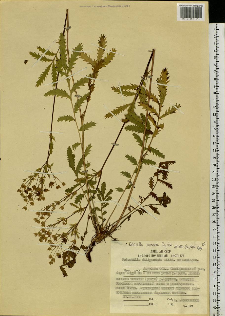 Potentilla tanacetifolia Willd. ex D. F. K. Schltdl., Siberia, Russian Far East (S6) (Russia)