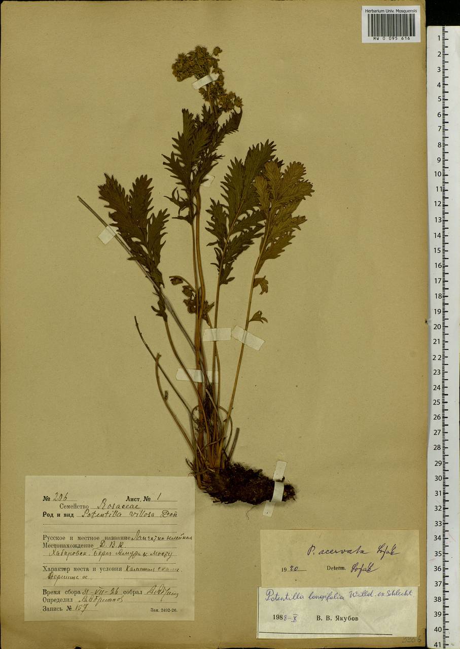 Potentilla tanacetifolia Willd. ex D. F. K. Schltdl., Siberia, Russian Far East (S6) (Russia)