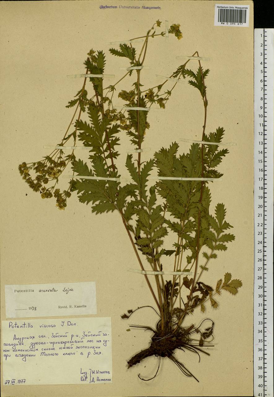 Potentilla tanacetifolia Willd. ex D. F. K. Schltdl., Siberia, Russian Far East (S6) (Russia)