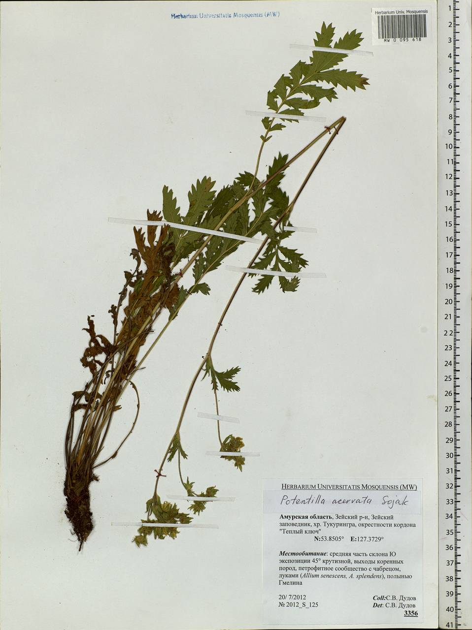 Potentilla tanacetifolia Willd. ex D. F. K. Schltdl., Siberia, Russian Far East (S6) (Russia)