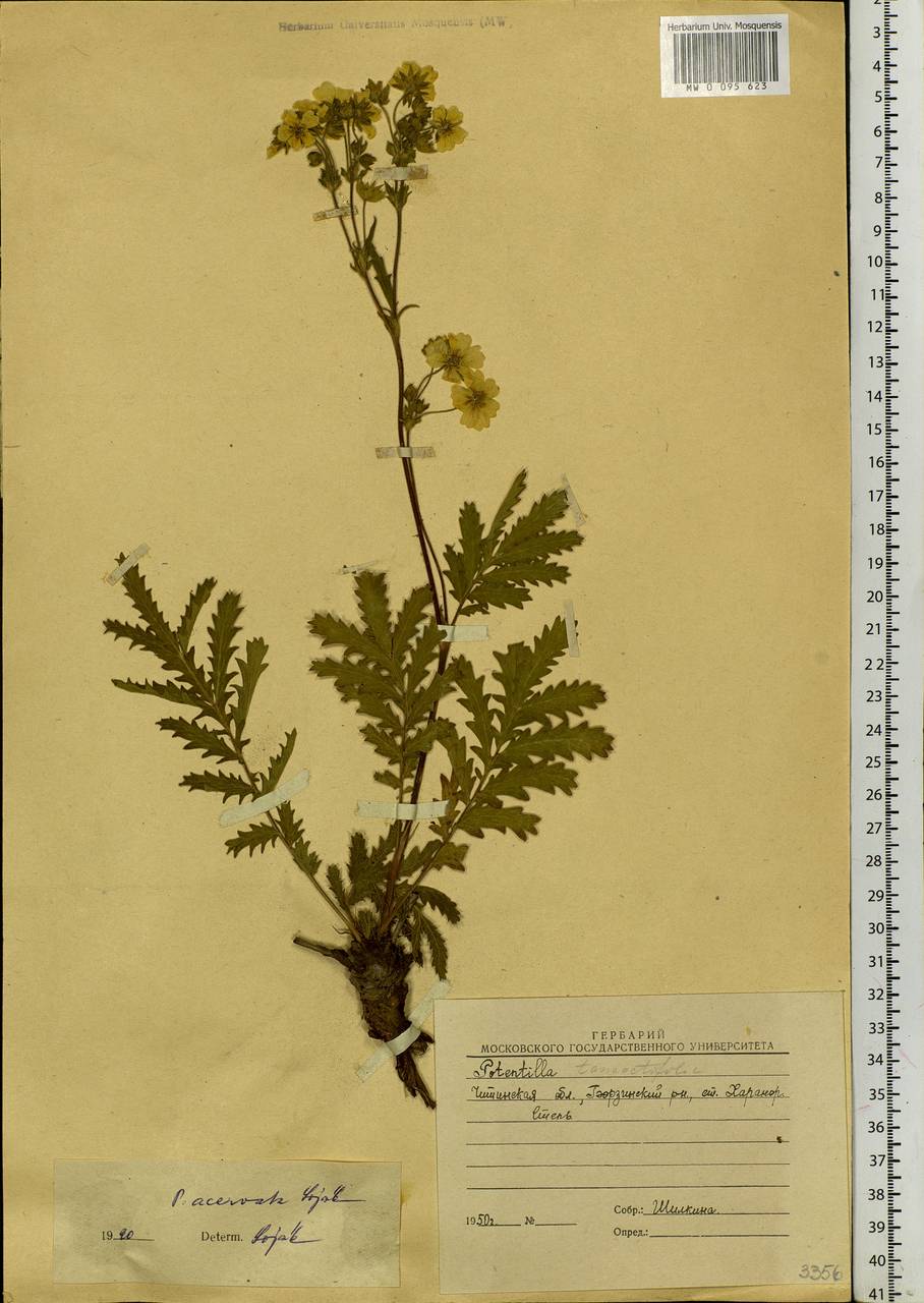 Potentilla tanacetifolia Willd. ex D. F. K. Schltdl., Siberia, Baikal & Transbaikal region (S4) (Russia)