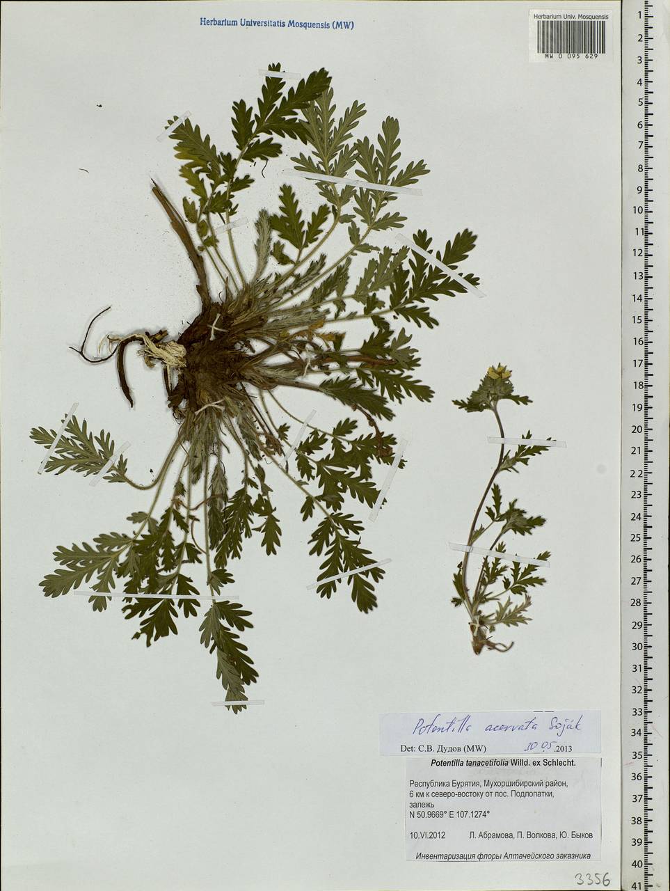 Potentilla tanacetifolia Willd. ex D. F. K. Schltdl., Siberia, Baikal & Transbaikal region (S4) (Russia)