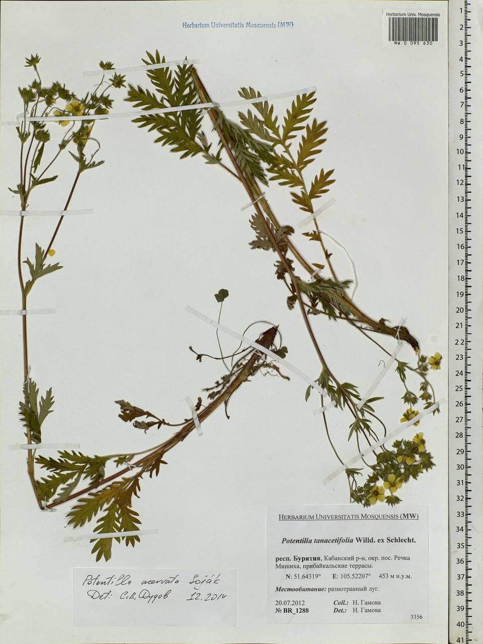 Potentilla tanacetifolia Willd. ex D. F. K. Schltdl., Siberia, Baikal & Transbaikal region (S4) (Russia)