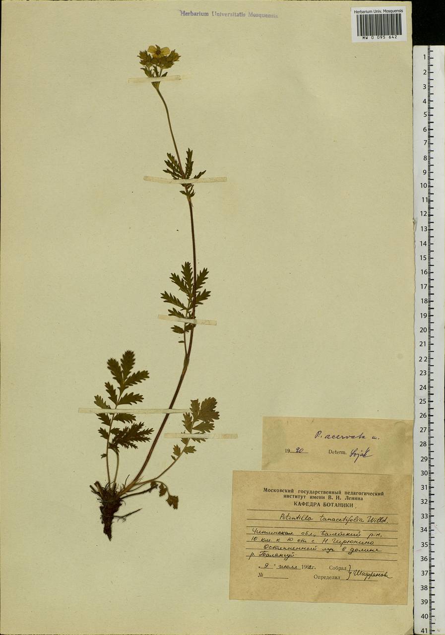 Potentilla tanacetifolia Willd. ex D. F. K. Schltdl., Siberia, Baikal & Transbaikal region (S4) (Russia)