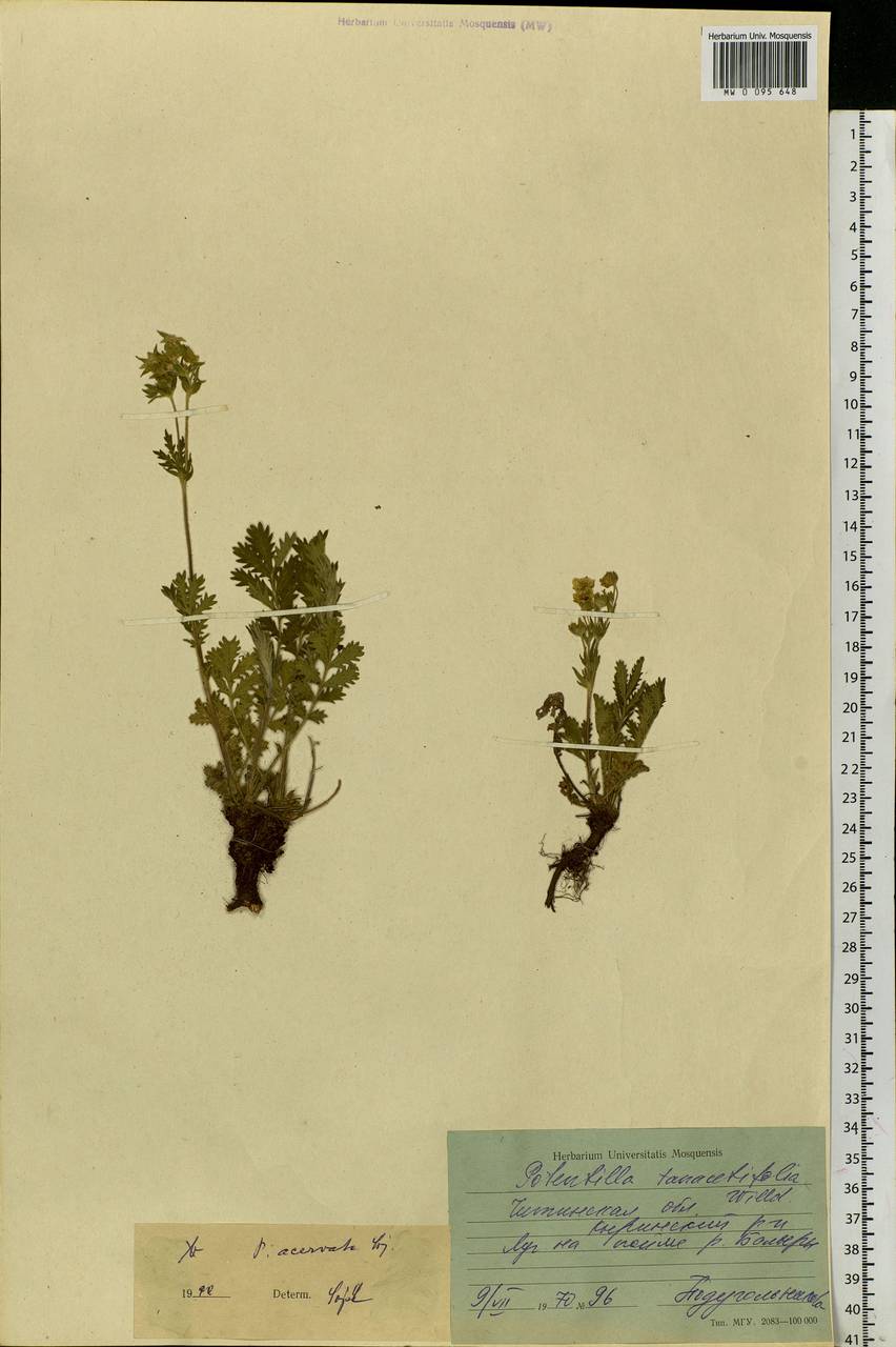 Potentilla tanacetifolia Willd. ex D. F. K. Schltdl., Siberia, Baikal & Transbaikal region (S4) (Russia)