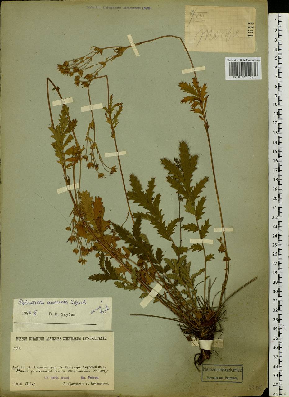 Potentilla tanacetifolia Willd. ex D. F. K. Schltdl., Siberia, Baikal & Transbaikal region (S4) (Russia)