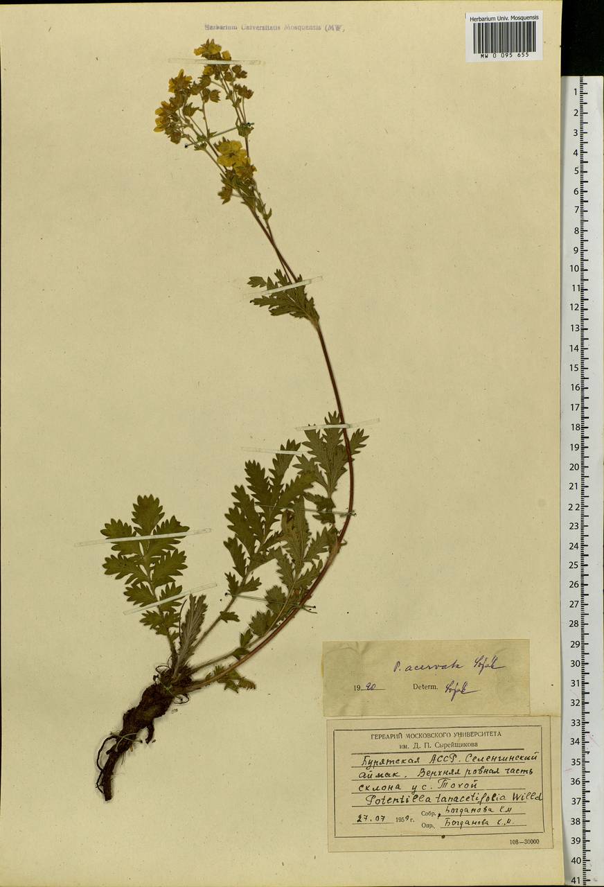 Potentilla tanacetifolia Willd. ex D. F. K. Schltdl., Siberia, Baikal & Transbaikal region (S4) (Russia)