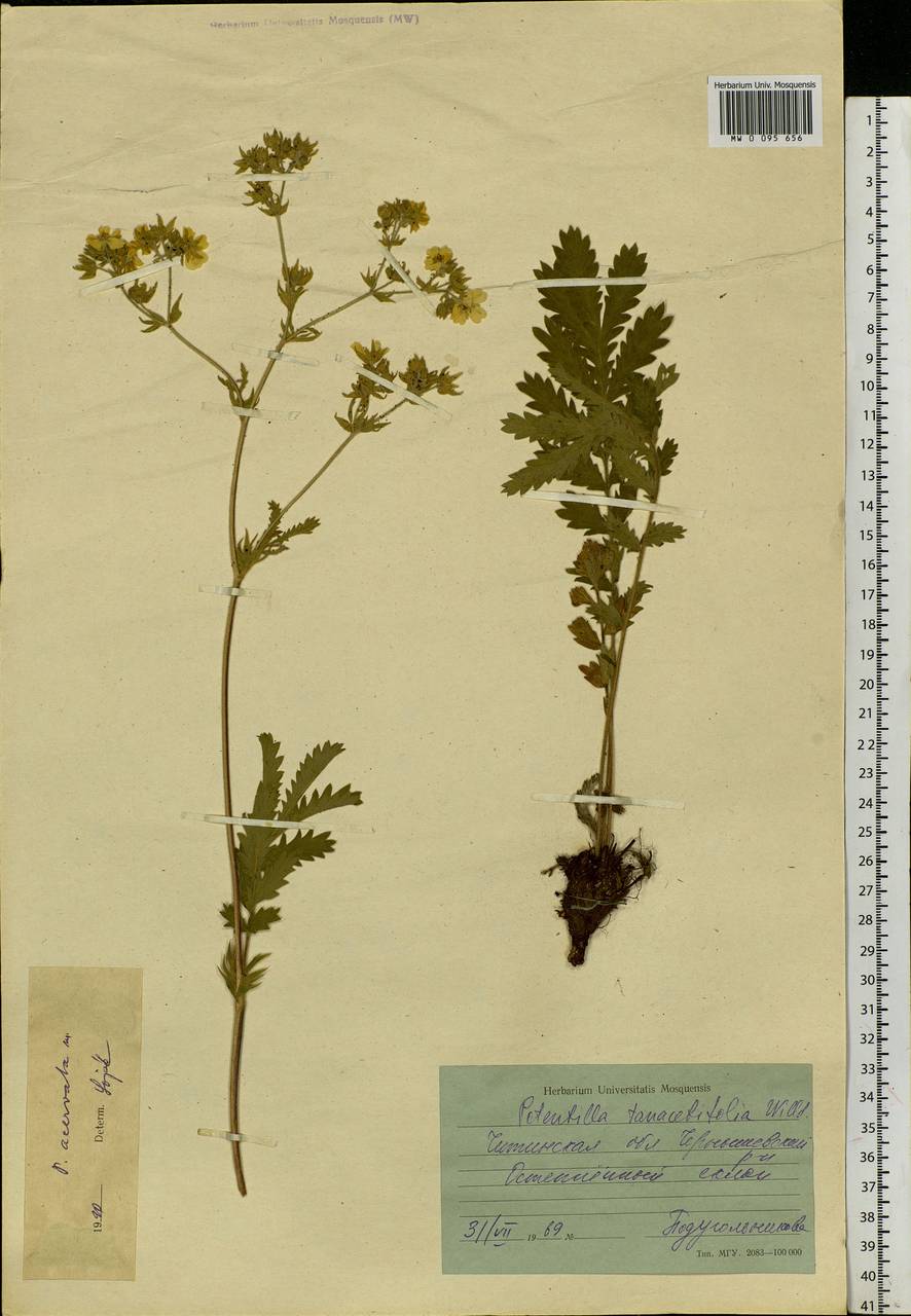 Potentilla tanacetifolia Willd. ex D. F. K. Schltdl., Siberia, Baikal & Transbaikal region (S4) (Russia)