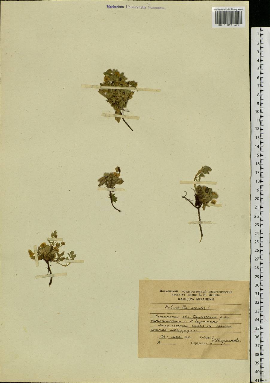 Potentilla acaulis L., Siberia, Baikal & Transbaikal region (S4) (Russia)