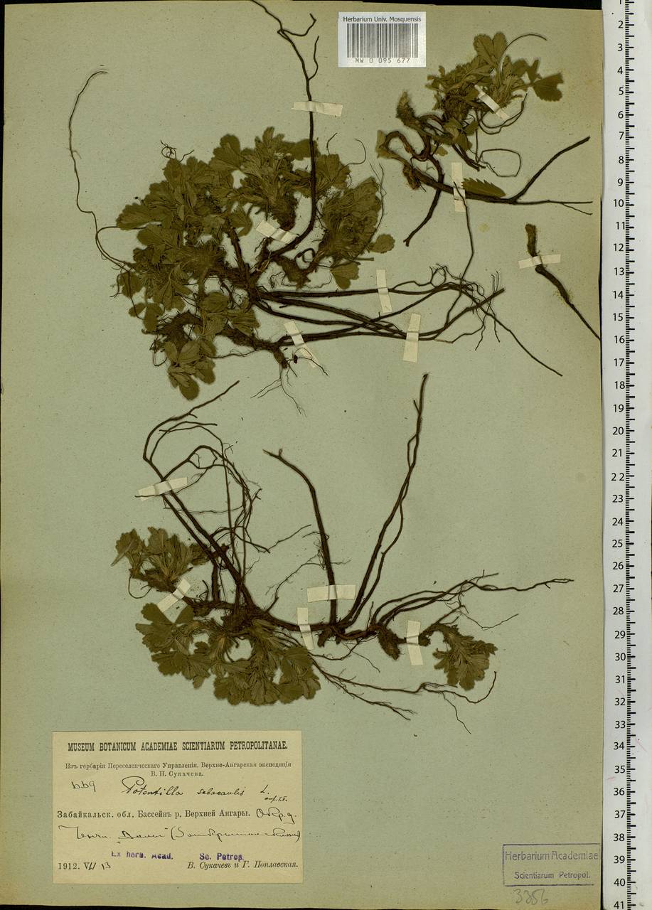 Potentilla acaulis L., Siberia, Baikal & Transbaikal region (S4) (Russia)