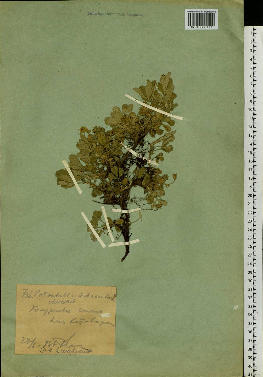 Potentilla acaulis L., Siberia, Western (Kazakhstan) Altai Mountains (S2a) (Kazakhstan)