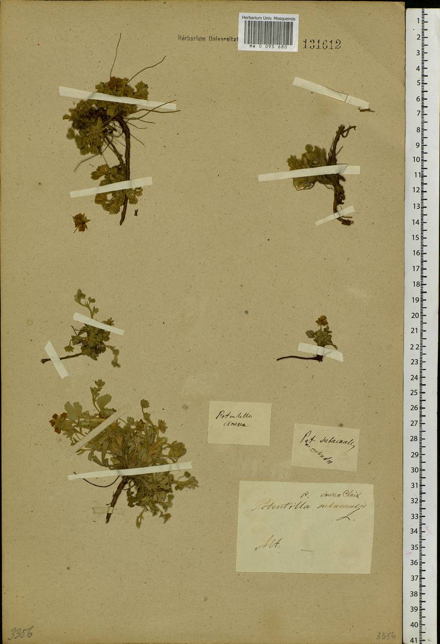 Potentilla acaulis L., Siberia, Altai & Sayany Mountains (S2) (Russia)